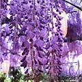 泉南藤花-紫藤花