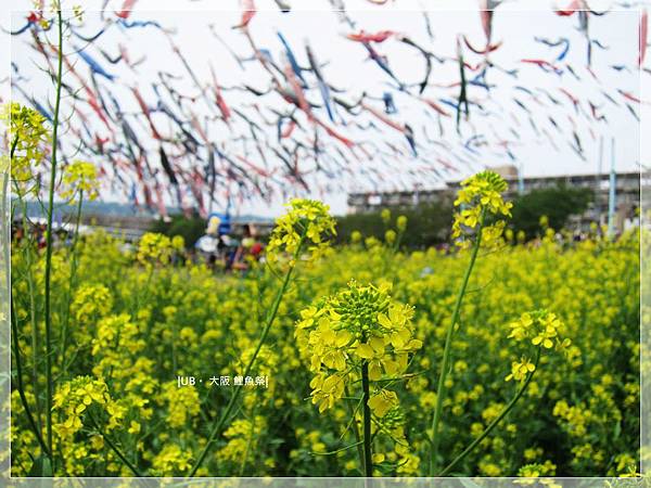 鯉魚祭-油菜花1