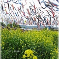 鯉魚祭-鯉魚旗+油菜花2
