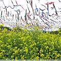鯉魚祭-鯉魚旗+油菜花3
