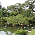 兼六園-池上唐崎松.JPG