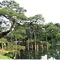 兼六園-唐崎松.JPG