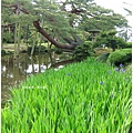 兼六園-唐崎松旁燕子花.JPG