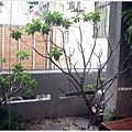 田樂-2F小陽台.JPG