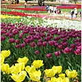 萬博紀念公園-紫鬱金香.JPG