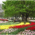 萬博紀念公園-樹下鬱金香.JPG