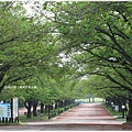 萬博紀念公園-櫻花木道.JPG