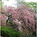 萬博紀念公園-櫻花拍攝.JPG