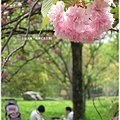 萬博紀念公園-櫻花樹下.JPG