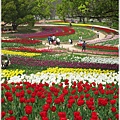 萬博紀念公園-鬱金香(直).JPG