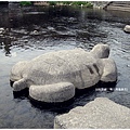 鴨川-烏龜特寫.JPG
