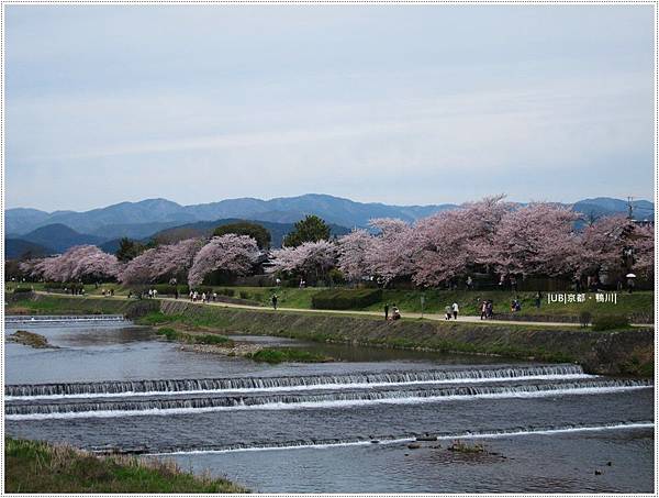 鴨川-櫻花.JPG