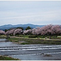 鴨川-櫻花.JPG