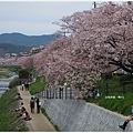 鴨川-櫻花下.JPG