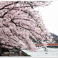 宇治-櫻花道.JPG