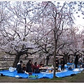 大阪城-櫻花樹下圍爐.JPG