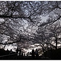大阪城-櫻花樹向陽.JPG