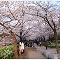 大阪城-櫻花樹綿延.JPG