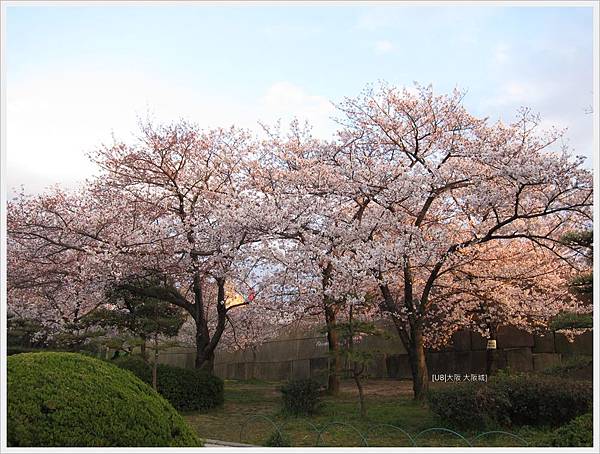 大阪城-夕照下櫻花樹.JPG