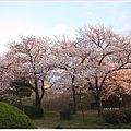 大阪城-夕照下櫻花樹.JPG