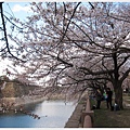 大阪城-河邊櫻花樹下.JPG