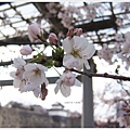 大阪城-櫻花特寫.JPG