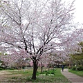 平安神宮-公園內櫻花樹.JPG