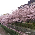 平安神宮-水道邊櫻花.JPG