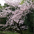 平安神宮-西神苑櫻花樹.JPG