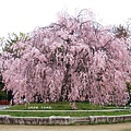 平安神宮-垂枝櫻花樹.JPG
