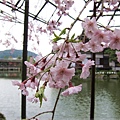 平安神宮-栖鳳池的櫻花.JPG