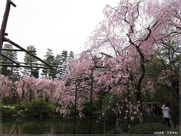 平安神宮-栖鳳池的櫻花林.JPG