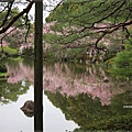 平安神宮-栖鳳池櫻花倒影.JPG