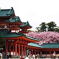 平安神宮-神苑入口櫻花翻牆.JPG