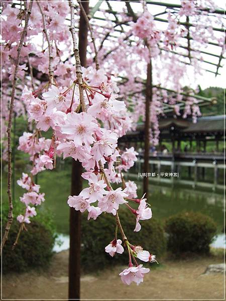 平安神宮-櫻花泰平閣.JPG