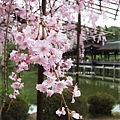 平安神宮-櫻花泰平閣.JPG