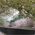 疏水道-岡崎通上櫻花.JPG