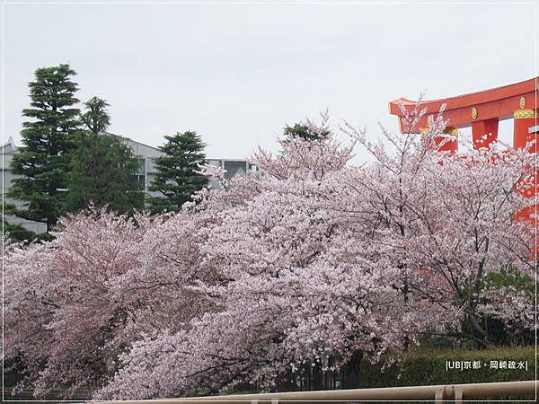 疏水道-鳥居前.JPG