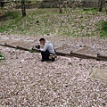 疏水道-蹴上滿地櫻花瓣.JPG