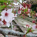 疏水道-蹴上鐵軌櫻花特寫.JPG