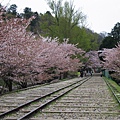 疏水道-蹴上鐵道兩旁櫻花.JPG