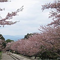 疏水道-鐵道兩旁櫻花.JPG