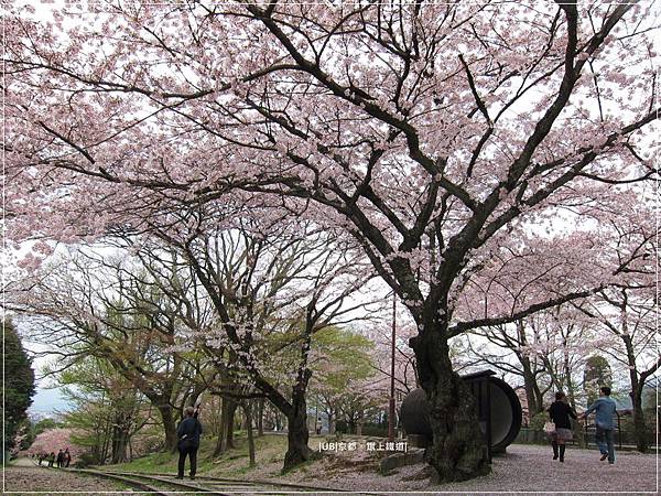 疏水道-鐵道盡頭櫻花樹.JPG