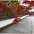 永觀堂-楓葉.JPG