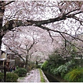 哲學之道-水道邊櫻花2.JPG