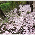 哲學之道-滿地櫻花辦.JPG