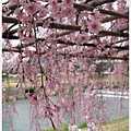 半木之道-鴨川櫻花特寫.JPG