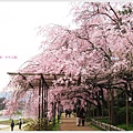 半木之道-鴨川櫻花道.JPG