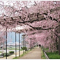 半木之道-鴨川櫻花道2.JPG