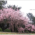 半木之道-櫻花道3.JPG